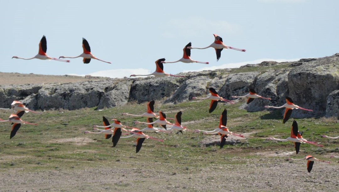 Flamingolar Tuz Gölü’ndeki evlerine geldi