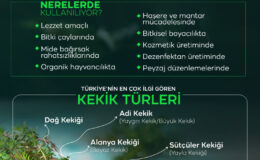 Dünya bu mucize bitkiyi Türkiyeden alıyor