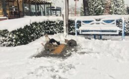 KDZ.EREĞLİ BELEDİYESİ SOKAKTAKİ CANLARI UNUTMADI