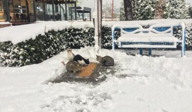 KDZ.EREĞLİ BELEDİYESİ SOKAKTAKİ CANLARI UNUTMADI