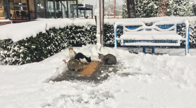 KDZ.EREĞLİ BELEDİYESİ SOKAKTAKİ CANLARI UNUTMADI