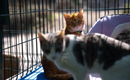 TBMM, yerleşkesindeki kedilere sahip çıktı