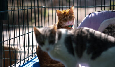 TBMM, yerleşkesindeki kedilere sahip çıktı