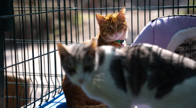 TBMM, yerleşkesindeki kedilere sahip çıktı