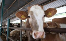 ‘Kurban Tebliği’ Resmi Gazete’de yayımlandı