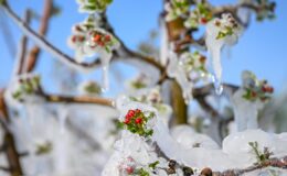 Meclis’te kurulan Zirai Don Olayını Araştırma Komisyonu raporunu tamamladı