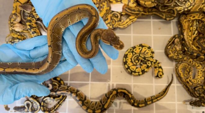 Kapıkule’de 67 canlı piton yılanı ele geçirildi